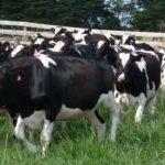 Dairy-cattle-Boer-Goats-Holstein-heifers-Cows-Sheep-for-sale-52862c9ba4fa8a9ec94f